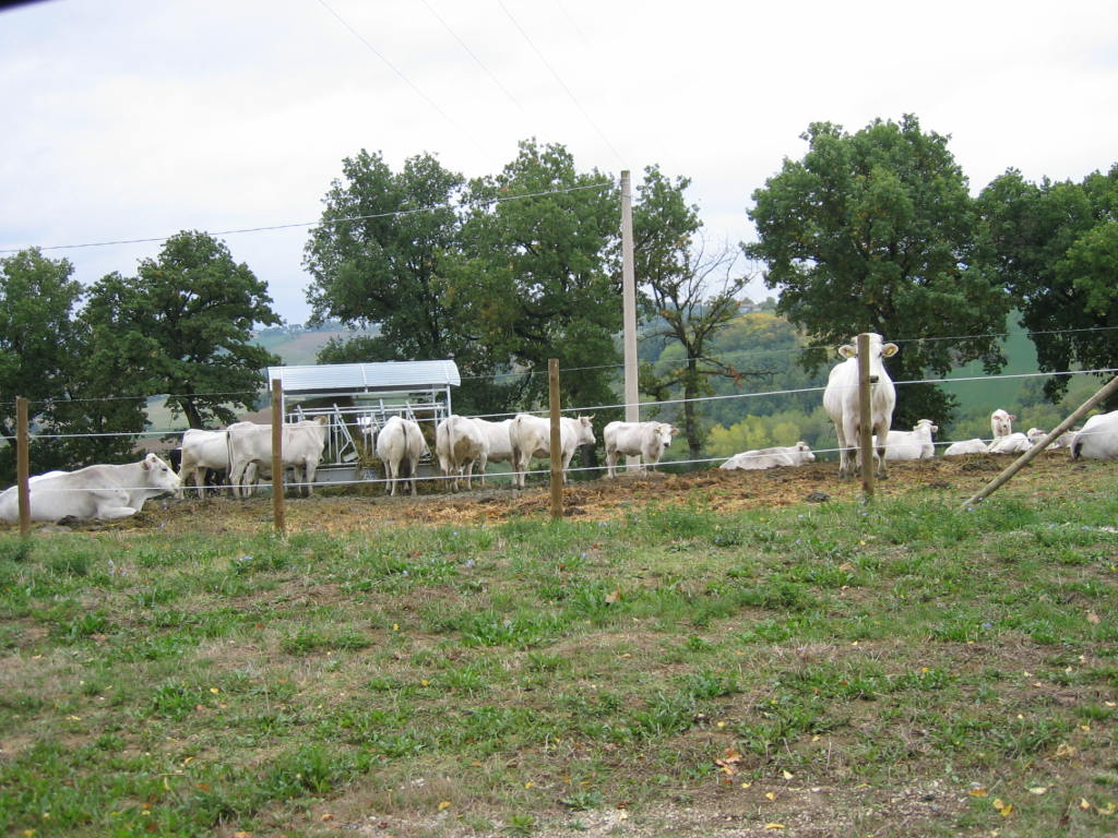 koeien in de wijde wei